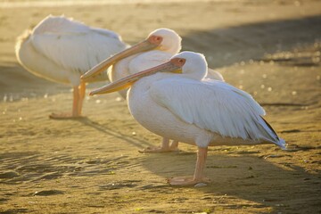 Pelikane am Strand bei Sonnenuntergang