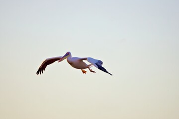 Pelikan im Flug