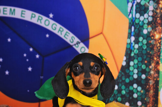 filhote de duchshund vestidas de brasil, bandeira do brasil, copa do mundo de futebol 