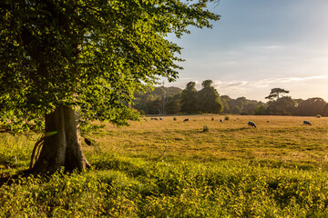 An idyllic Sussex view of sheep grazing in a meadow, with evening light