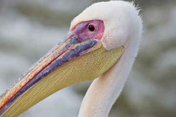 Nahaufnahme Pelikan