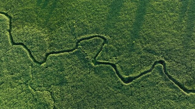 Winding river in jungle, Amazon. Zigzag River, drone view. Small river in field, Aerial view. Wildlife Refuge Wetland Restoration. Green Nature Scenery. River in Wildlife. Freshwater and Ecosystem. 