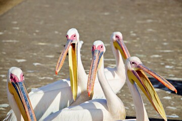 Pelikane am Strand