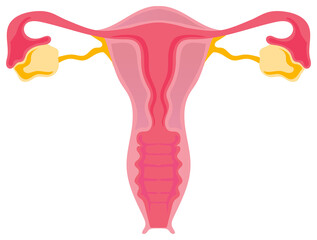 vagina anatomy, female reproductive system women, vagina anatomy