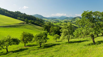 Fototapeta na wymiar oberösterreichisches Alpenvorland nahe Maria Neustift, Birnbäume, Oberösterreich, Österreich