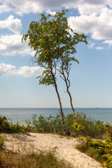 Fototapeta na wymiar A beautiful place in the sand dunes by the sea with two young leaning birch trees