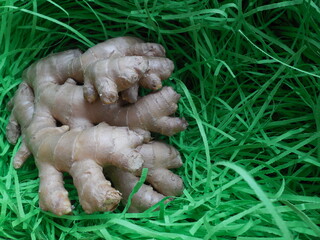 A large, beautiful, highly branched ginger rhizome on a green background.