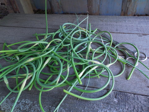 The stems of garlic (Allium) were cut from the garden in the summer.