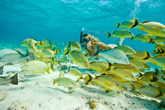 Snorkeling in Shark Alley and Hol Chan Marine Reserve; Ambergris Cay, Belize