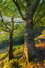 Abendsonne in einem Mischwald nahe der Burgruine Aggstein, Wachau, Niederösterreich, Österreich
