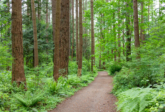 View of a dirt pathway through the Watershed Forest Trail; Delta, British Columbia, Canada