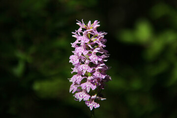 Pink wild orchid in the fields of Sweden. Macro photo of blossom