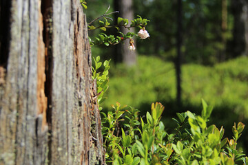 Macro photo of stomp and bellflower. Green leaves and forest on background