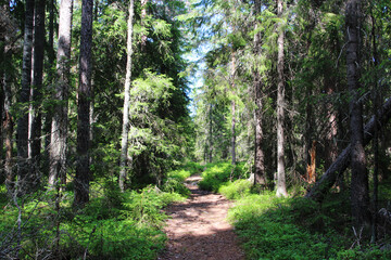 Deep in wild Sweden forest