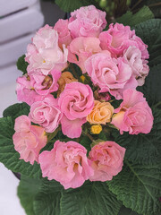 Pink, lilac and yellow color Primrose Pink Champagne (Primula Belarina) and cream and yellow color Primrose Cream (Primula Belarina)