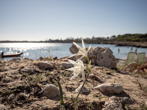 Bl&uuml;te am Meer