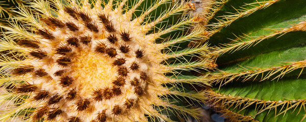 Close-up detail of a cactus plant; Sicily, Italy