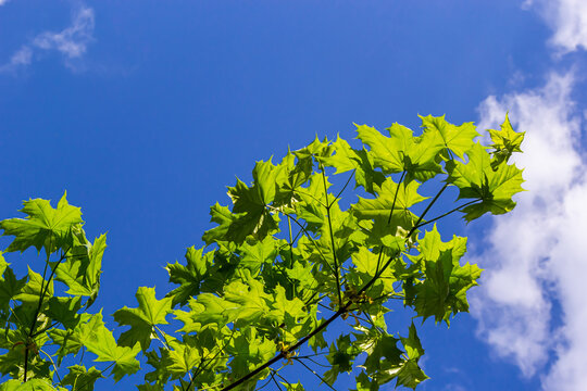 Green fresh maple leaves in macro with a blue sky. Summer sunny day, background image, spring concept