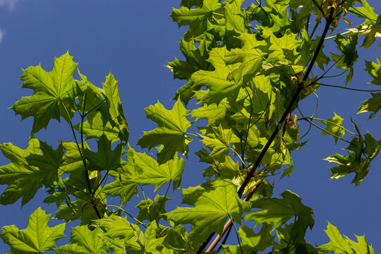 Green fresh maple leaves in macro with a blue sky. Summer sunny day, background image, spring concept
