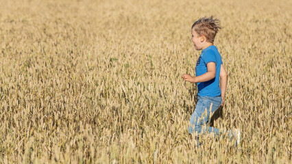 A happy little boy is running fast through a field of golden rye. Panoramic photo, banner, with...