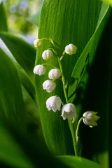 Foto auf Glas Lily of the Valley flowers Convallaria majalis with tiny white bells. Macro close up of poisonous flowering plant. Springtime herald and popular garden flower © Oleh Marchak