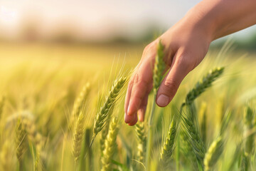 Close-up of Hand Gently Touching Wheat Ears in Golden Field