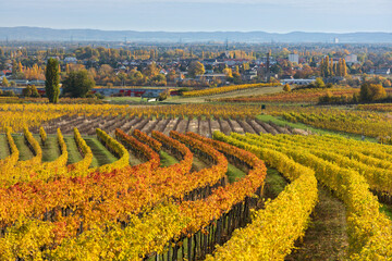 herbstliche Weinberge in der Termenregion, Baden bei Wien, Industrieviertel, Niederösterreich,...