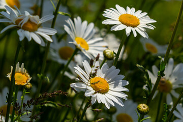 Wild daisy flowers growing on meadow, white chamomiles. Oxeye daisy, Leucanthemum vulgare, Daisies, Dox-eye, Common daisy, Dog daisy, Gardening concept