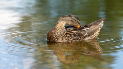 Fototapeta premium Close up photo, of a female brown duck who swimming in the water and combs her feathers with her beak