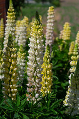 White tall Lupine flowers during spring blossom with selective focus and blurred background