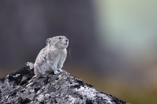 Collared pika, Ochotona collaris, standing alert