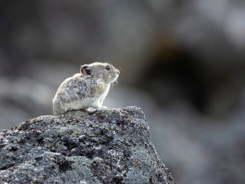 Collared pika, Ochotona collaris, standing alert