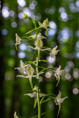 Platanthera bifolia, commonly known as the lesser butterfly-orchid is a species of orchid in the genus Platanthera. Blossom in the forest