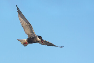 Whiskered tern (Chlidonias hybrida) hover in early blue sky in search for food with wide spreaded...