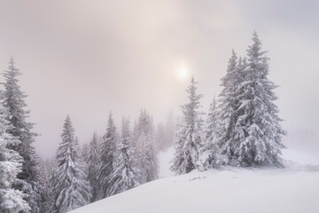 tief verschneite Bäume, Gasteinertal, Pongau, Salzburg, Österreich