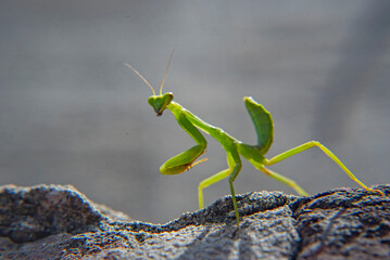 Macro de mantis