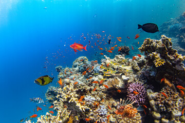 Underwater Tropical Corals Reef with colorful sea fish. Marine life sea world. Tropical colourful underwater seascape. - 763399259