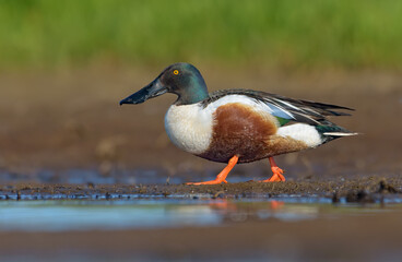 Adult male Northern Shoveler (Spatula clypeata) walks with full body display on shore in sunny morning