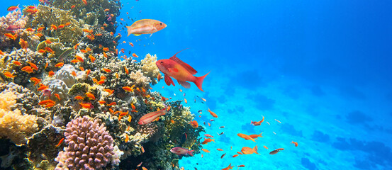 Underwater Tropical Corals Reef with colorful sea fish. Marine life sea world. Tropical colourful...