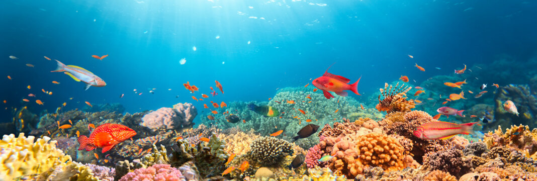 Underwater Tropical Corals Reef with colorful sea fish. Marine life sea world. Tropical colourful underwater seascape.