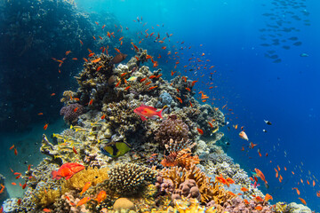 Naklejka na ściany i meble Underwater Tropical Corals Reef with colorful sea fish. Marine life sea world. Tropical colourful underwater seascape.