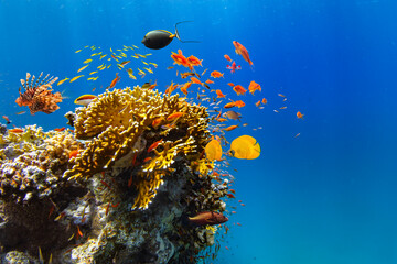 Underwater Tropical Corals Reef with colorful sea fish. Marine life sea world. Tropical colourful underwater seascape. - 763400021