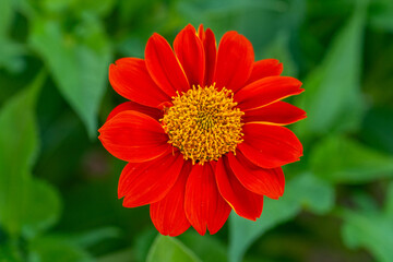 Close-up view of a Mexican sunflower (Tithonia rotundifolia) with red and amber stamens.