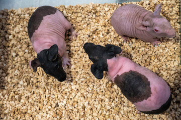 Skinny pig in a box for display to customers who are interested in buying and raising them.