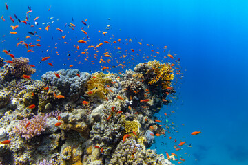 Underwater Tropical Corals Reef with colorful sea fish. Marine life sea world. Tropical colourful underwater seascape. - 763400454