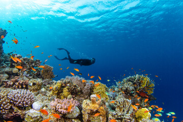 Naklejka na ściany i meble Freediver Swimming in Deep Sea With Sunrays. Young Man Diver Eploring Sea Life.