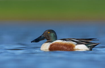 Adult male Northern Shoveler (Spatula clypeata) swims in nice blue waters of lake in full breeding feathers 