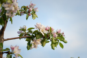 blooming tree. blossoming apple orchard. close-up of an apple blossom in a spring garden. close-up of an apple blossom bud. apple blossom against the sky in spring