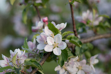 blooming apple orchard. close-up of an apple blossom in a spring garden. close-up of an apple blossom bud. close-up of blossoming apple tree on green background. close-up of a flower on a tree branch