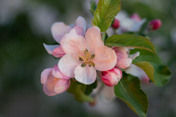 tree blossom. blooming apple orchard. close-up of an apple blossom in a spring garden. close-up of an apple blossom bud. close-up of blossoming apple tree on green background. close-up of a flower on 